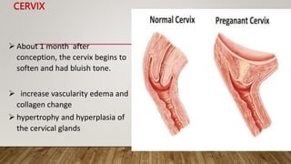 CERVIX
 About 1 month after
conception, the cervix begins to
soften and had bluish tone.
 increase vascularity edema and
collagen change
 hypertrophy and hyperplasia of
the cervical glands
 