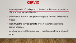  Rearrangement of collagen-rich tissue aids the cervix in retention
of the pregnancy and dilatation.
 Endocervical mucosal cells produce copious amounts of tenacious
mucus
 It obstruct the cervical canal to protect the uterine contents
against infection
 At labour onset, , this mucus plug is expelled, resulting in a bloody
show
CERVIX
 