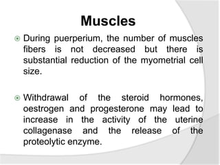 Muscles
 During puerperium, the number of muscles
fibers is not decreased but there is
substantial reduction of the myometrial cell
size.
 Withdrawal of the steroid hormones,
oestrogen and progesterone may lead to
increase in the activity of the uterine
collagenase and the release of the
proteolytic enzyme.
 