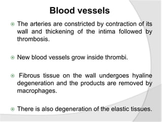 Blood vessels
 The arteries are constricted by contraction of its
wall and thickening of the intima followed by
thrombosis.
 New blood vessels grow inside thrombi.
 Fibrous tissue on the wall undergoes hyaline
degeneration and the products are removed by
macrophages.
 There is also degeneration of the elastic tissues.
 