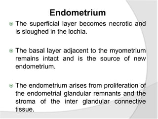 Endometrium
 The superficial layer becomes necrotic and
is sloughed in the lochia.
 The basal layer adjacent to the myometrium
remains intact and is the source of new
endometrium.
 The endometrium arises from proliferation of
the endometrial glandular remnants and the
stroma of the inter glandular connective
tissue.
 