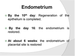 Endometrium
 By the 10th day: Regeneration of the
epithelium is completed.
 By the day 16: the endometrium is
restored.
 At about 6 weeks: the endometrium of
placental site is restored
 