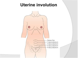 Uterine involution
 