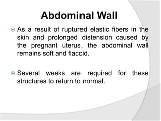 Abdominal Wall
 As a result of ruptured elastic fibers in the
skin and prolonged distension caused by
the pregnant uterus, the abdominal wall
remains soft and flaccid.
 Several weeks are required for these
structures to return to normal.
 