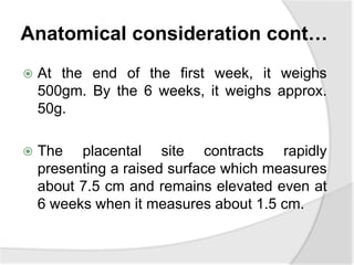 Anatomical consideration cont…
 At the end of the first week, it weighs
500gm. By the 6 weeks, it weighs approx.
50g.
 The placental site contracts rapidly
presenting a raised surface which measures
about 7.5 cm and remains elevated even at
6 weeks when it measures about 1.5 cm.
 