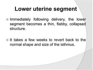Lower uterine segment
 Immediately following delivery, the lower
segment becomes a thin, flabby, collapsed
structure.
 It takes a few weeks to revert back to the
normal shape and size of the isthmus.
 