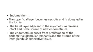 • Endometrium ;
• The superficial layer becomes necrotic and is sloughed in
the lochia.
• The basal layer adjacent to the myometrium remains
intact and is the source of new endometrium.
• The endometrium arises from proliferation of the
endometrial glandular remnants and the stroma of the
inter glandular connective tissue.
 
