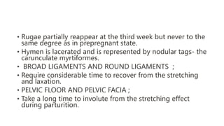 • Rugae partially reappear at the third week but never to the
same degree as in prepregnant state.
• Hymen is lacerated and is represented by nodular tags- the
carunculate myrtiformes.
• BROAD LIGAMENTS AND ROUND LIGAMENTS ;
• Require considerable time to recover from the stretching
and laxation.
• PELVIC FLOOR AND PELVIC FACIA ;
• Take a long time to involute from the stretching effect
during parturition.
 