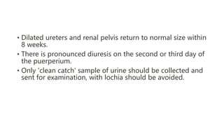 • Dilated ureters and renal pelvis return to normal size within
8 weeks.
• There is pronounced diuresis on the second or third day of
the puerperium.
• Only 'clean catch' sample of urine should be collected and
sent for examination, with lochia should be avoided.
 