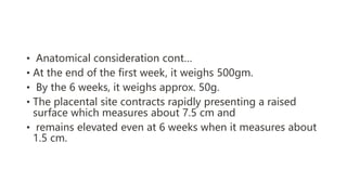 • Anatomical consideration cont…
• At the end of the first week, it weighs 500gm.
• By the 6 weeks, it weighs approx. 50g.
• The placental site contracts rapidly presenting a raised
surface which measures about 7.5 cm and
• remains elevated even at 6 weeks when it measures about
1.5 cm.
 