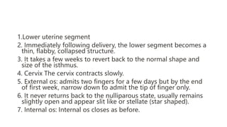 1.Lower uterine segment
2. Immediately following delivery, the lower segment becomes a
thin, flabby, collapsed structure.
3. It takes a few weeks to revert back to the normal shape and
size of the isthmus.
4. Cervix The cervix contracts slowly.
5. External os: admits two fingers for a few days but by the end
of first week, narrow down to admit the tip of finger only.
6. It never returns back to the nulliparous state, usually remains
slightly open and appear slit like or stellate (star shaped).
7. Internal os: Internal os closes as before.
 