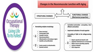 Physiological Changes of Aging & Occupational Therapy