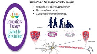 Physiological Changes of Aging & Occupational Therapy
