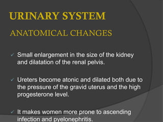 URINARY SYSTEM
ANATOMICAL CHANGES
 Small enlargement in the size of the kidney
and dilatation of the renal pelvis.
 Ureters become atonic and dilated both due to
the pressure of the gravid uterus and the high
progesterone level.
 It makes women more prone to ascending
infection and pyelonephritis.
 