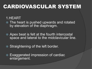 1.HEART
 The heart is pushed upwards and rotated
by elevation of the diaphragm.
 Apex beat is felt at the fourth intercostal
space and lateral to the midclavicular line.
 Straightening of the left border.
 Exaggerated impression of cardiac
enlargement.
CARDIOVASCULAR SYSTEM
 