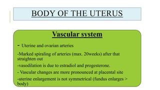 BODY OF THE UTERUS
Vascular system
- Uterine and ovarian arteries
-Marked spiraling of arteries (max. 20weeks) after that
straighten out
-vasodilation is due to estradiol and progesterone.
- Vascular changes are more pronounced at placental site
-uterine enlargement is not symmetrical (fundus enlarges >
body)
 