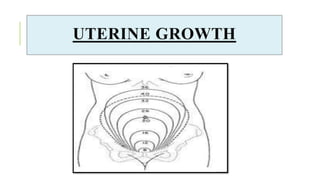 UTERINE GROWTH
 