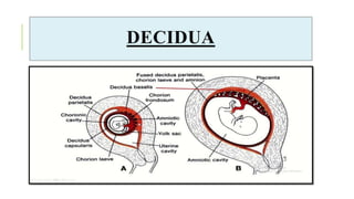 DECIDUA
 