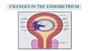 CHANGES IN THE ENDOMETRIUM
 