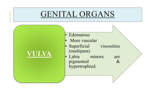 GENITAL ORGANS
• Edematous
• More vascular
• Superficial viscosities
(multipara)
• Labia minora are
pigmented &
hypertrophied.
VULVA
 