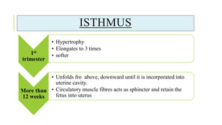ISTHMUS
1st
trimester
• Hypertrophy
• Elongates to 3 times
• softer
More than
12 weeks
• Unfolds fro above, downward until it is incorporated into
uterine cavity.
• Circulatory muscle fibres acts as sphincter and retain the
fetus into uterus
 