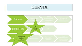 CERVIX
Stroma *Hypertrophy
*Hyperplasia
*Fluid
accumulation
*Increased
vascularity
GOODELL’S
SIGN (6weeks)
Epithelium
Proliferation of
endocervix mucosa
beyond SCJ
CIN
Secretions Tencious mucous
Physiological
leucorrhea of
pregnancy
Due to
progesterone effect
Helps in Sealing
cervical canal
d/t
estrogen
effect
• Immunogl-
obulins
• cytokines
 