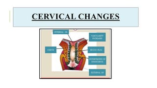 CERVICAL CHANGES
 