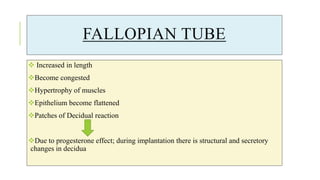 FALLOPIAN TUBE
 Increased in length
Become congested
Hypertrophy of muscles
Epithelium become flattened
Patches of Decidual reaction
Due to progesterone effect; during implantation there is structural and secretory
changes in decidua
 