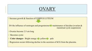 OVARY
Increase growth & function of CORPUS LUTEUM
D/t the influence of oestrogen and progesterone maintenance of decidua (ovarian &
-menstrual cycle suspension)
Ovaries become 2.5 cm long
 Becomes cystic
 Color changes- Bright orange yellow pale
Regression occurs following decline in the secretion of hCG from the placenta.
 