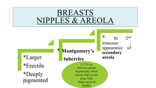 BREASTS
NIPPLES & AREOLA
*Larger
*Erectile
*Deeply
pigmented
* Montgomery’s
tubercles
* In 2nd
trimester ;
appearance of
secondary
areola
- 5-15 in no.
- Sebcious glands
hypertrophy which
remain hide in non-
preg. State
- Makes moist &
healthy
 