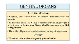 GENITAL ORGANS
Secretions of vagina:
 Copious, thin, curdy white d/t marked exfoliated cells and
bacteria
pH becomes acidic (3.5-6) due to more conversion of glycogen in
to lactic acid by the Lactobacillus acidophilus consequent on high
estrogen level.
The acidic pH prevents multiplication of pathogenic organisms.
Cytology
Navicular cells in cluster & plenty of lactobacillus
 