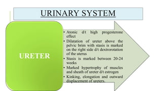 URINARY SYSTEM
• Atonic d/t high progesterone
effect
• Dilatation of ureter above the
pelvic brim with stasis is marked
on the right side d/t dextrorotation
of the uterus
• Stasis is marked between 20-24
weeks
• Marked hypertrophy of muscles
and sheath of ureter d/t estrogen
• Kinking, elongation and outward
displacement of ureters.
URETER
 
