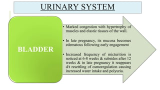 URINARY SYSTEM
• Marked congestion with hypertrophy of
muscles and elastic tissues of the wall.
• In late pregnancy, its mucosa becomes
edematous following early engagement
• Increased frequency of micturition is
noticed at 6-8 weeks & subsides after 12
weeks & in late pregnancy it reappears
d/t resettling of osmoregulation causing
increased water intake and polyuria.
BLADDER
 