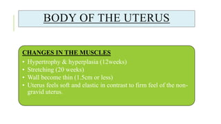BODY OF THE UTERUS
CHANGES IN THE MUSCLES
• Hypertrophy & hyperplasia (12weeks)
• Stretching (20 weeks)
• Wall become thin (1.5cm or less)
• Uterus feels soft and elastic in contrast to firm feel of the non-
gravid uterus.
 