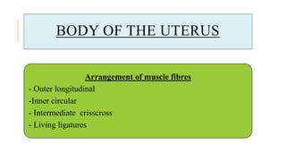 BODY OF THE UTERUS
Arrangement of muscle fibres
- Outer longitudinal
-Inner circular
- Intermediate crisscross
- Living ligatures
 