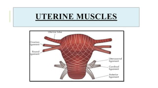 UTERINE MUSCLES
 