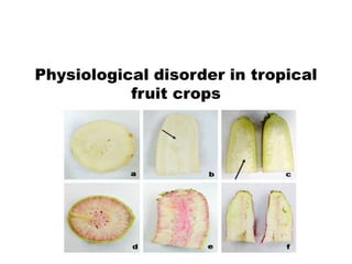 Physiological disorder in tropical
fruit crops
 