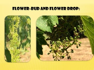 Flower-bud and flower drop:
 