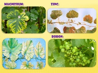 Magnesium: zinc:
Boron:
 