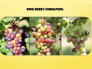 Pink berry formation:
 