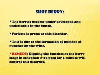 SHOT BERRY:
The berries become under developed and
undesirable in the bunch.
Perlette is prone to this disorder.
This is due to the formation of number of
bunches on the wine.
REMEDY: Dipping the bunches at the berry
stage in ethephon @ 25 ppm for 1 minute will
control this disorder.
 