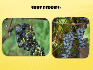 Shot berries:
 
