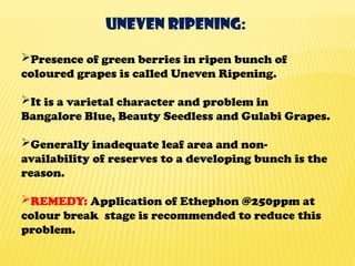 Uneven ripening:
Presence of green berries in ripen bunch of
coloured grapes is called Uneven Ripening.
It is a varietal character and problem in
Bangalore Blue, Beauty Seedless and Gulabi Grapes.
Generally inadequate leaf area and non-
availability of reserves to a developing bunch is the
reason.
REMEDY: Application of Ethephon @250ppm at
colour break stage is recommended to reduce this
problem.
 