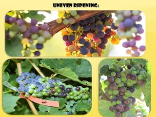 Uneven ripening:
 