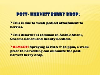 Post- harvest berry drop:
This is due to weak pedicel attachment to
berries.
This disorder is common in Anab-e-Shahi,
Cheema Sahebi and Beauty Seedless.
REMEDY: Spraying of NAA @ 50 ppm, a week
prior to harvesting can minimize the post-
harvest berry drop.
 
