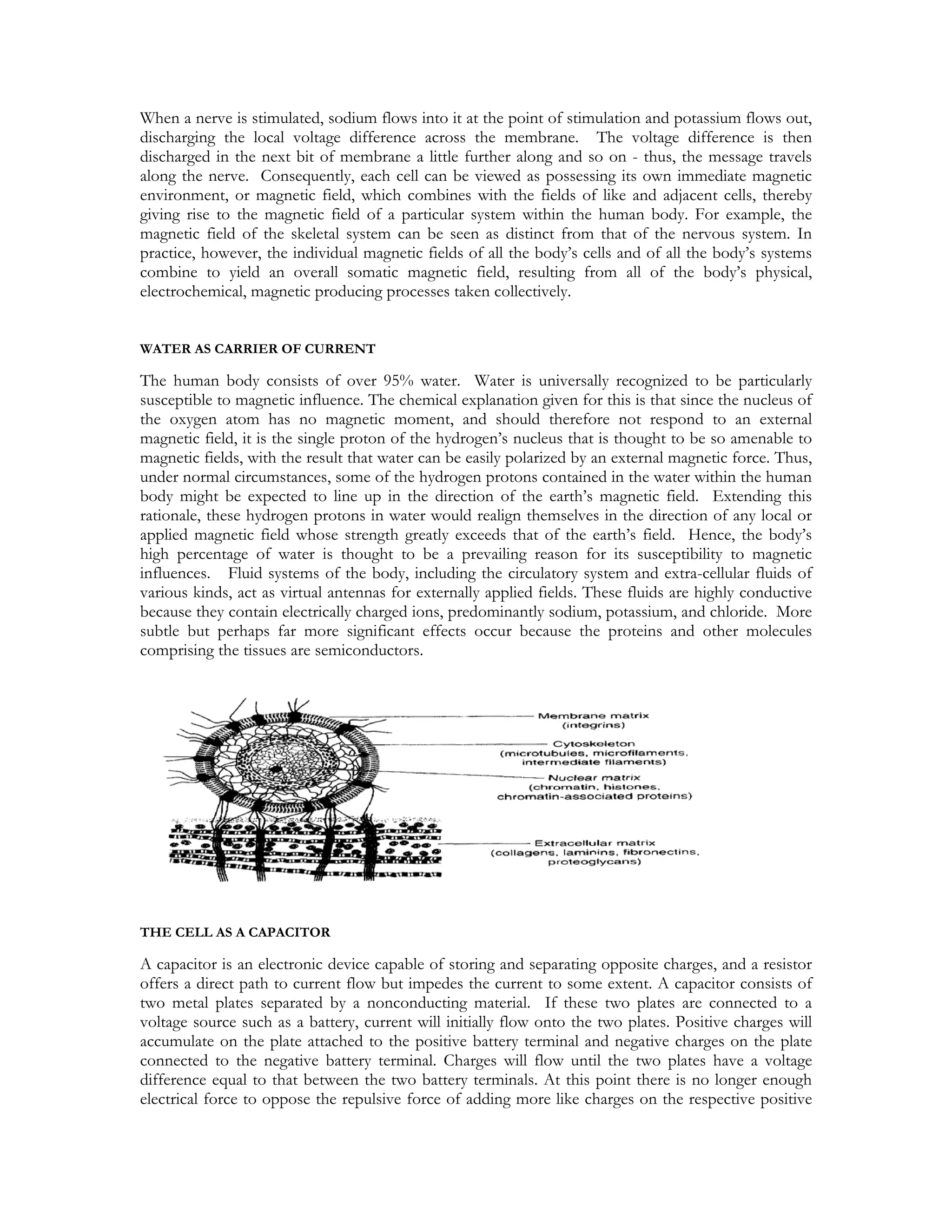 When a nerve is stimulated, sodium flows into it at the point of stimulation and potassium flows out,
discharging the local voltage difference across the membrane. The voltage difference is then
discharged in the next bit of membrane a little further along and so on - thus, the message travels
along the nerve. Consequently, each cell can be viewed as possessing its own immediate magnetic
environment, or magnetic field, which combines with the fields of like and adjacent cells, thereby
giving rise to the magnetic field of a particular system within the human body. For example, the
magnetic field of the skeletal system can be seen as distinct from that of the nervous system. In
practice, however, the individual magnetic fields of all the body’s cells and of all the body’s systems
combine to yield an overall somatic magnetic field, resulting from all of the body’s physical,
electrochemical, magnetic producing processes taken collectively.


WATER AS CARRIER OF CURRENT

The human body consists of over 95% water. Water is universally recognized to be particularly
susceptible to magnetic influence. The chemical explanation given for this is that since the nucleus of
the oxygen atom has no magnetic moment, and should therefore not respond to an external
magnetic field, it is the single proton of the hydrogen’s nucleus that is thought to be so amenable to
magnetic fields, with the result that water can be easily polarized by an external magnetic force. Thus,
under normal circumstances, some of the hydrogen protons contained in the water within the human
body might be expected to line up in the direction of the earth’s magnetic field. Extending this
rationale, these hydrogen protons in water would realign themselves in the direction of any local or
applied magnetic field whose strength greatly exceeds that of the earth’s field. Hence, the body’s
high percentage of water is thought to be a prevailing reason for its susceptibility to magnetic
influences. Fluid systems of the body, including the circulatory system and extra-cellular fluids of
various kinds, act as virtual antennas for externally applied fields. These fluids are highly conductive
because they contain electrically charged ions, predominantly sodium, potassium, and chloride. More
subtle but perhaps far more significant effects occur because the proteins and other molecules
comprising the tissues are semiconductors.




THE CELL AS A CAPACITOR

A capacitor is an electronic device capable of storing and separating opposite charges, and a resistor
offers a direct path to current flow but impedes the current to some extent. A capacitor consists of
two metal plates separated by a nonconducting material. If these two plates are connected to a
voltage source such as a battery, current will initially flow onto the two plates. Positive charges will
accumulate on the plate attached to the positive battery terminal and negative charges on the plate
connected to the negative battery terminal. Charges will flow until the two plates have a voltage
difference equal to that between the two battery terminals. At this point there is no longer enough
electrical force to oppose the repulsive force of adding more like charges on the respective positive
 
