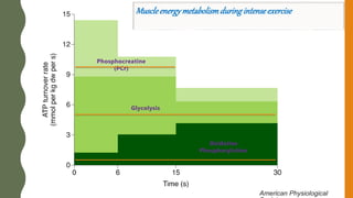 American Physiological
Muscleenergymetabolismduringintenseexercise
Phosphocreatine
(PCr)
Glycolysis
Oxidative
Phosphorylation
 