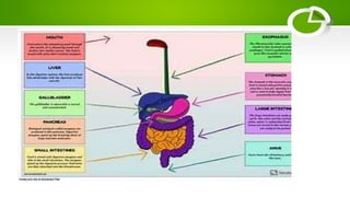 • .21. pH AND SURFACE AREA OF
GIT
 