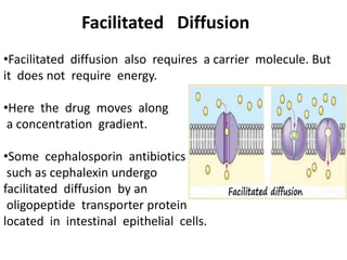 Facilitated Diffusion
•Facilitated diffusion also requires a carrier molecule. But
it does not require energy.
•Here the drug moves along
a concentration gradient.
•Some cephalosporin antibiotics
such as cephalexin undergo
facilitated diffusion by an
oligopeptide transporter protein
located in intestinal epithelial cells.
 