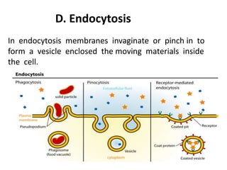 D. Endocytosis
In endocytosis membranes invaginate or pinch in to
form a vesicle enclosed the moving materials inside
the cell.
 